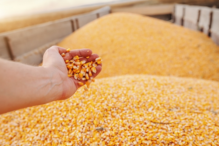 ABPA vê como positiva importação de milho dos EUA e espera queda nos preços