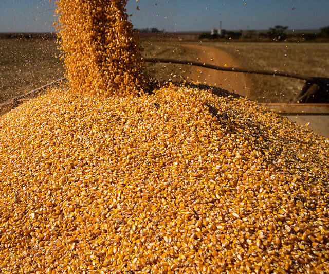 USDA eleva projeção para safra mundial de milho em 2021/22