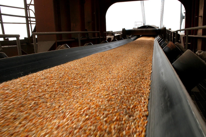 Plantio da primeira safra de milho está encerrado no Paraná