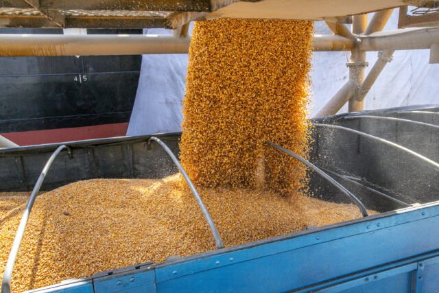 Milho: além do clima, relatório do USDA entra no radar do mercado