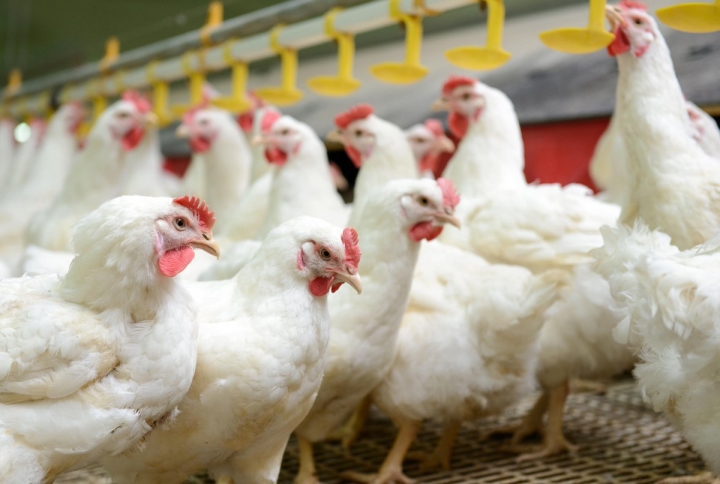 Preço da carne de frango deve subir 12%; agroindústria aposta em maior consumo
