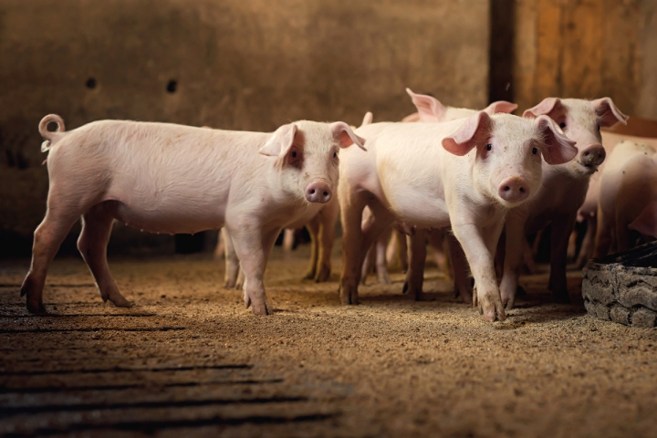 Oferta excessiva de suínos explica preços pagos aos produtores, diz ABCS