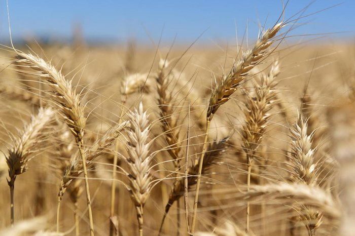 Brasil quadruplica venda de trigo ao mercado árabe