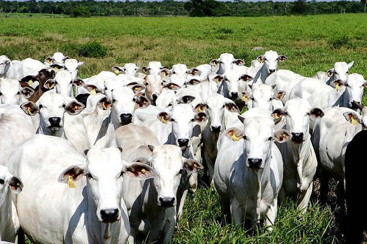 Subprodutos da indústria na nutrição de bovinos promovem benefícios ambientais