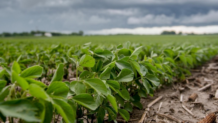 Área de soja deve crescer 22% em Mato Grosso do Sul, aponta estudo