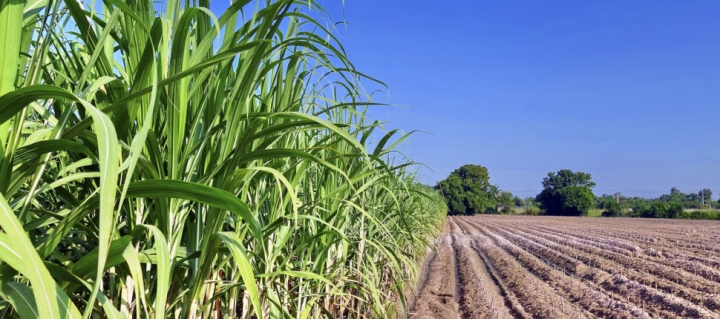 Brasil abre as portas da tecnologia de etanol para a Índia