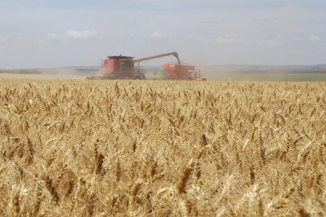 Pesquisa da Embrapa atesta alta qualidade tecnológica do trigo brasileiro