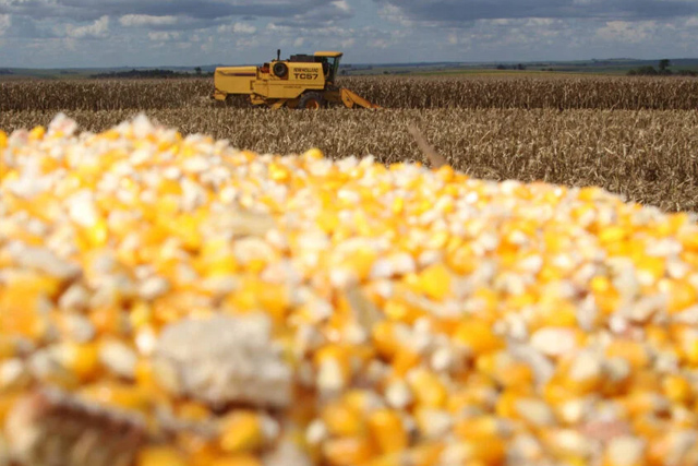 Mercado de milho deve seguir observando Ucrânia e clima nos EUA