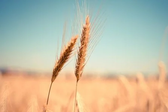 Danos ao trigo por geadas dependem da fase de desenvolvimento da lavoura
