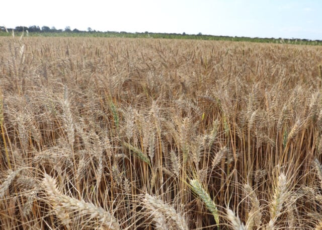 Pesquisa usa fragmento de DNA de planta selvagem contra doença que ataca o trigo