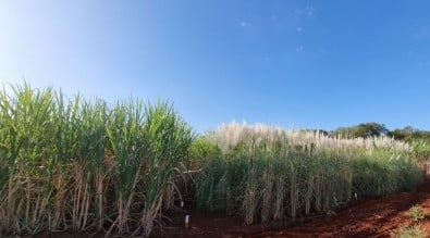 Inteligência artificial permite prever performance de cana-de-açúcar