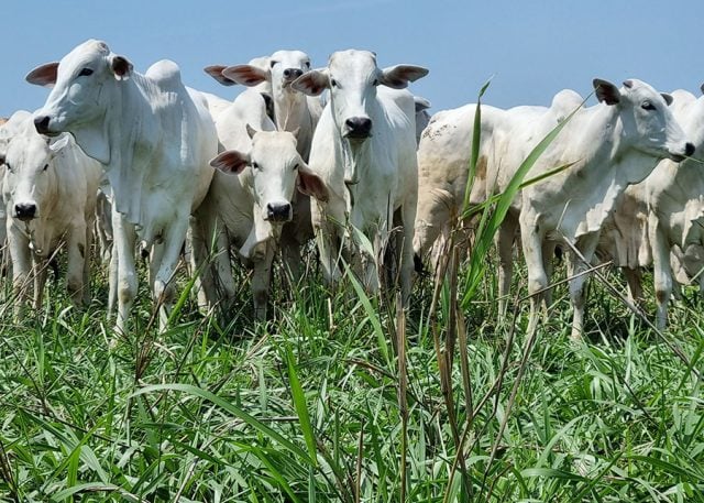 Novo sistema de integração lavoura-pecuária intensifica produção animal