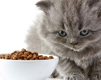 Alimentos para Gatos